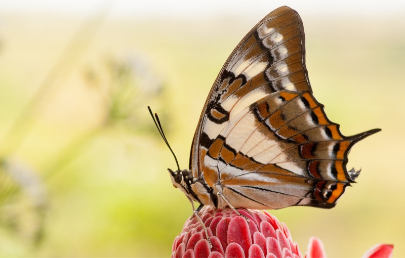 Polyura Sempronius or Tailed Emperor butterfly