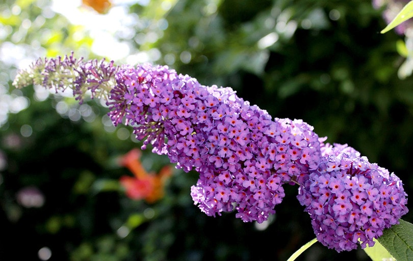 Prune Butterfly Bushes