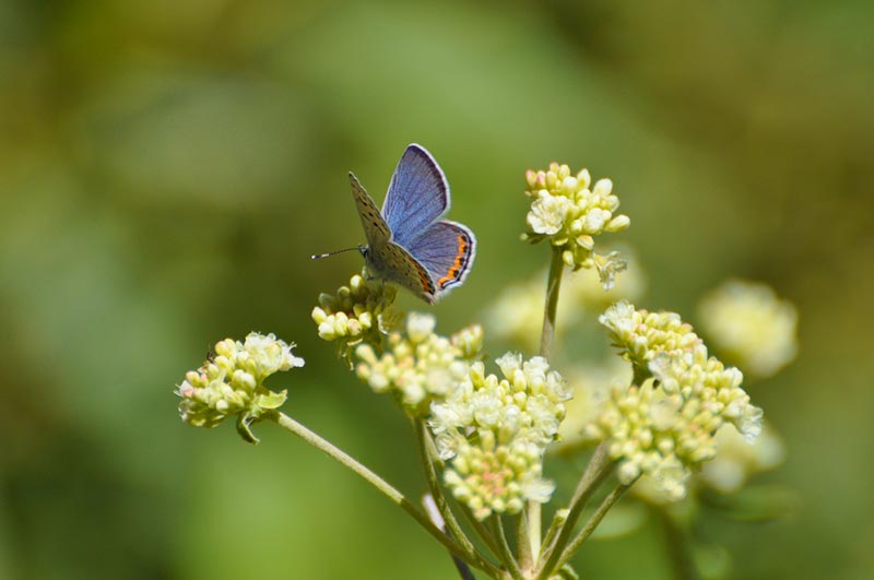 Purplish Copper butterfly