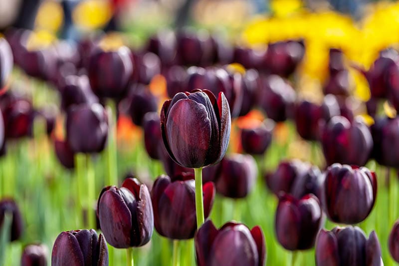 Queen of the night tulips