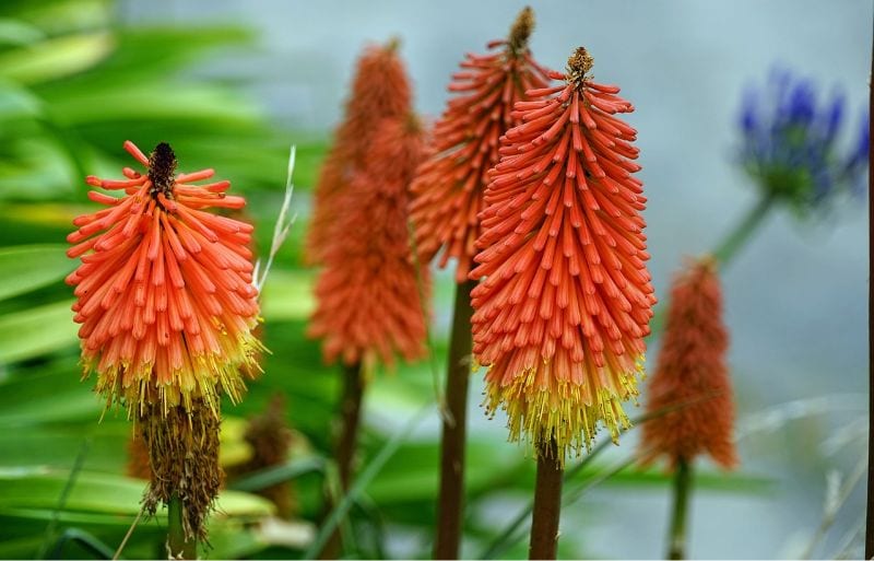 Red Hot Poker (Kniphofia) flowers, also known as torch lily