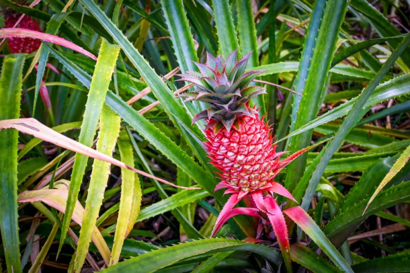 Red Spanish Pineapple