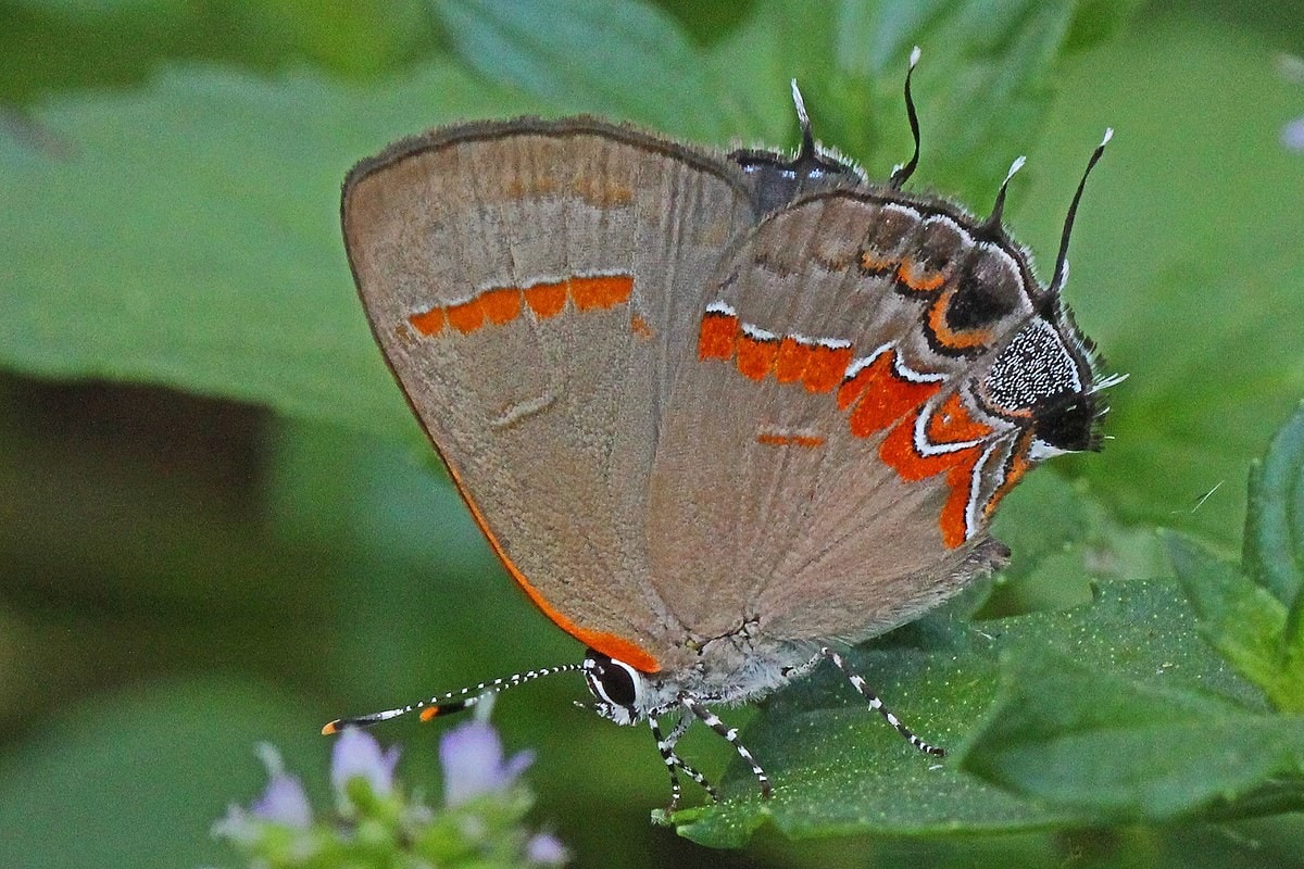 Red-banded Hairstreak - Calycopis cecrops, Woodbridge, Va