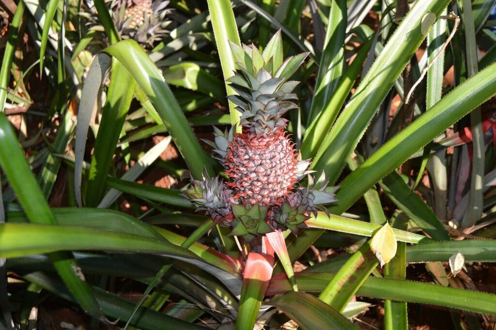 Ripley Pineapple