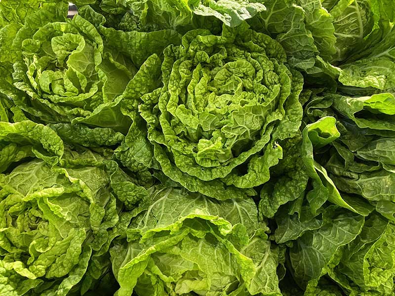 Romaine lettuce