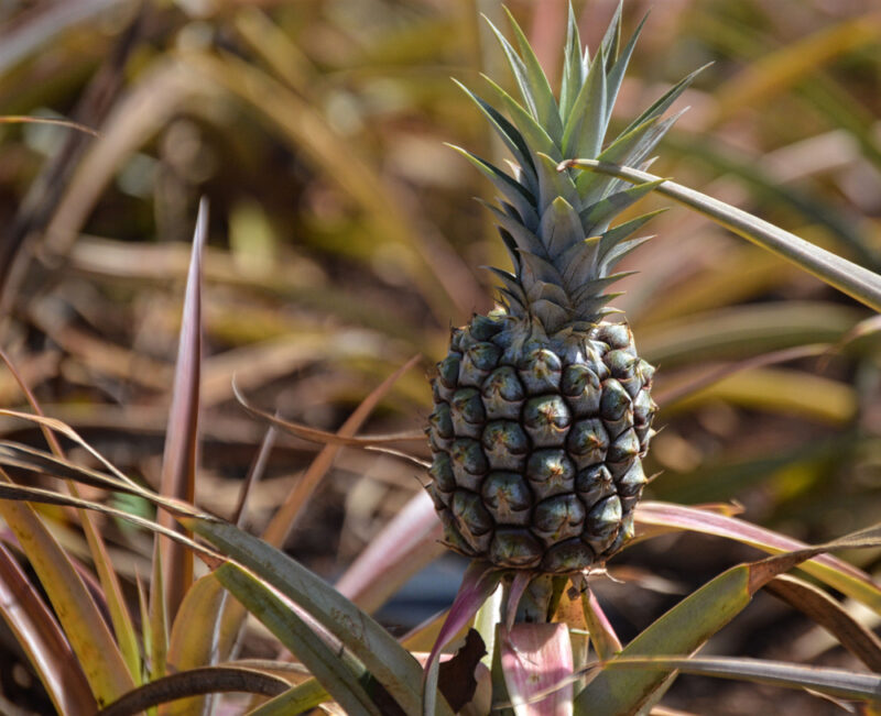 Rondon Pineapple