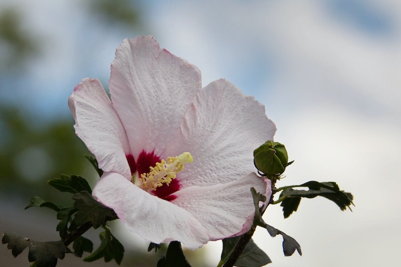 Rose of Sharon