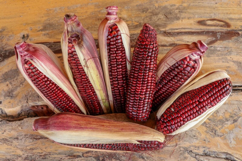 Ruby Queen Hybrid Sweet Corn
