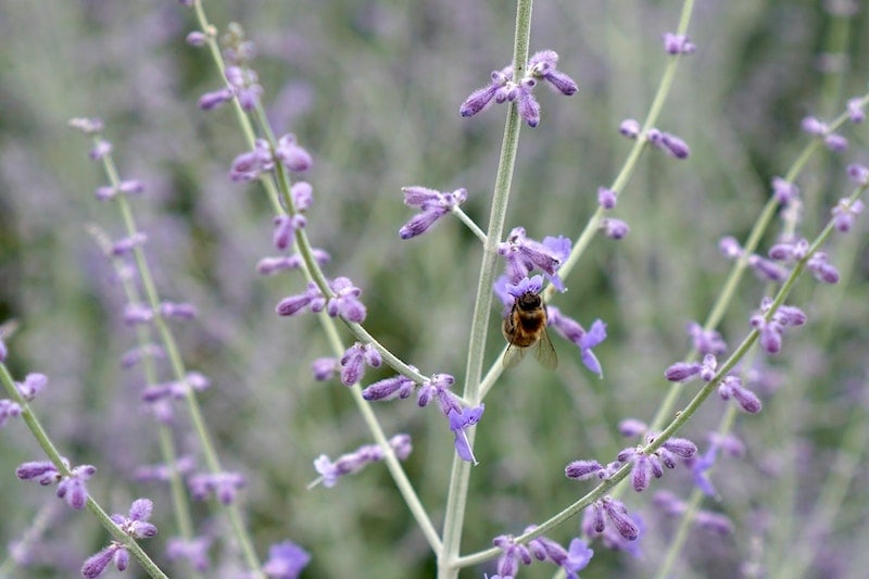 Russian sage plant