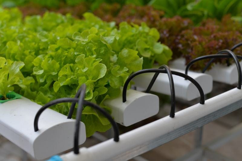 Salad Vegetables Grown in a Hydroponic Nutrient Film Technique (NFT) System Setup