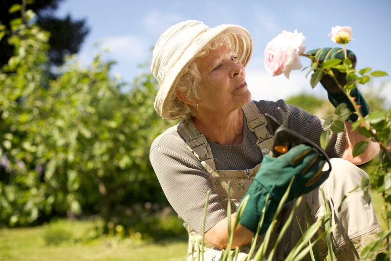 Senior woman wearing sun hat checking flowers in garden outdoors