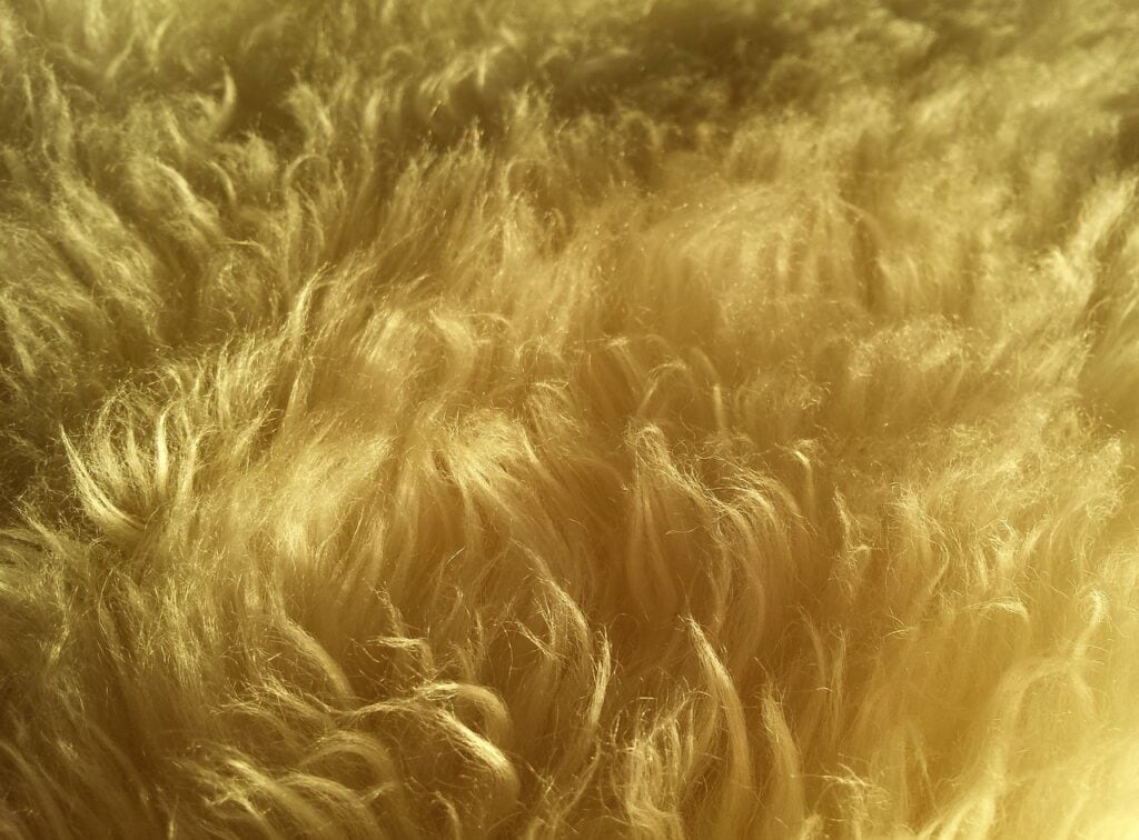 Sheep Wool