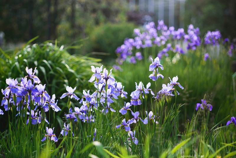Siberian Irises