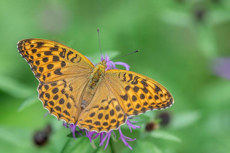 Silver-Bordered Fritillary
