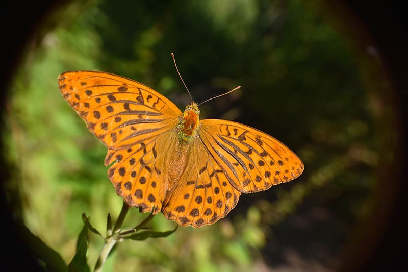 Silver-Washed Fritillary Butterfly