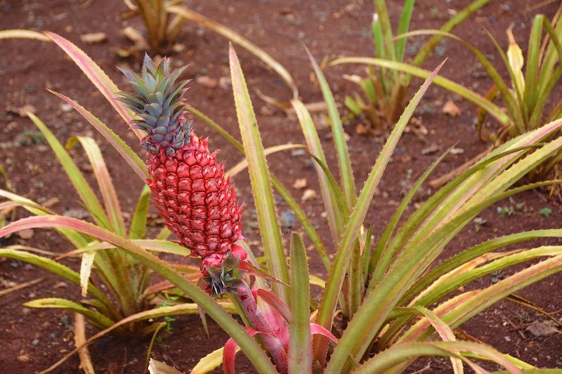 Singapore Red Pineapple