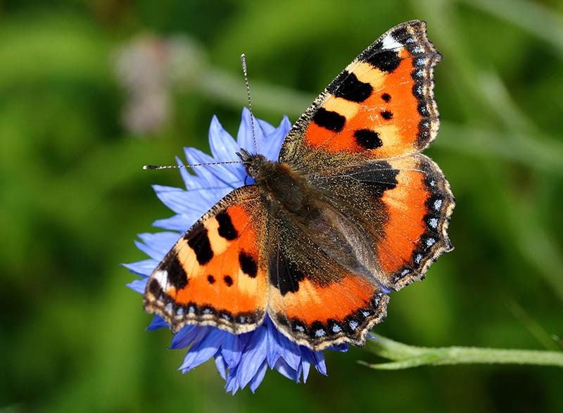Small Tortoiseshell Butterfly