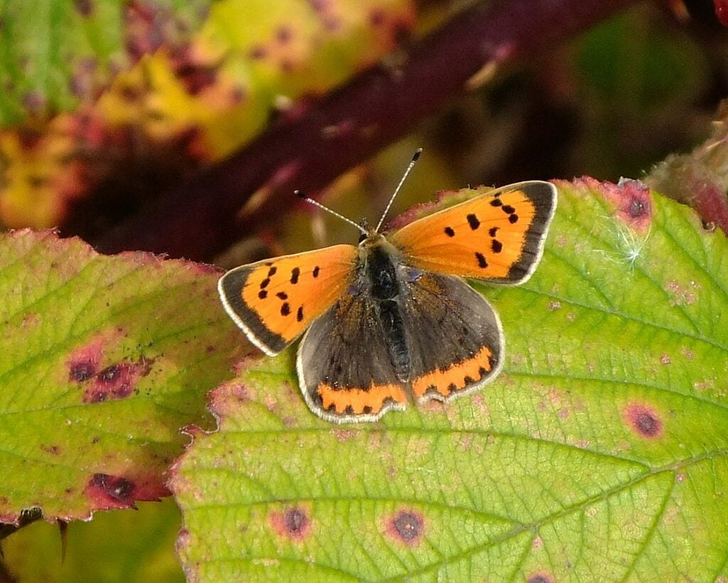 Small copper butterfly (Lycaena phlaeas), Sandy, Bedfordshire