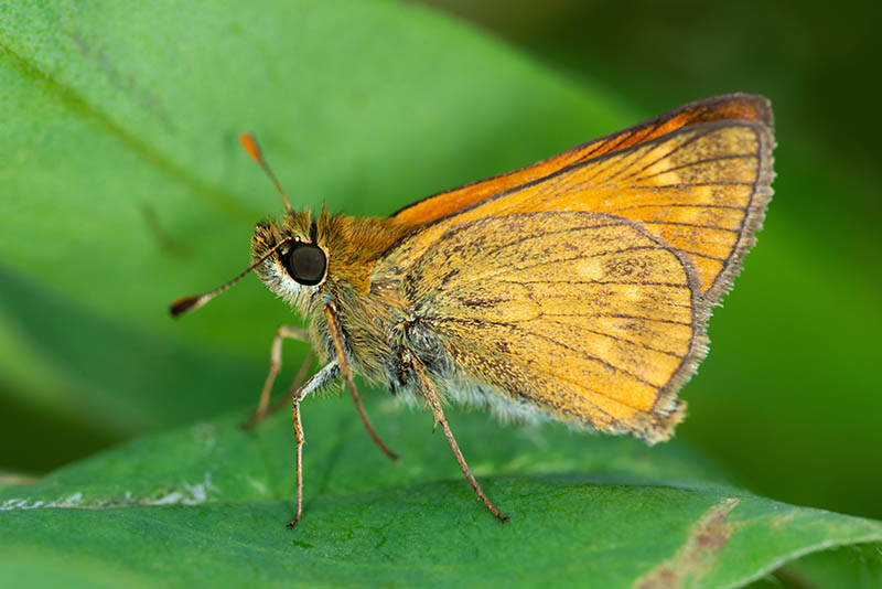 Small skipper butterfly