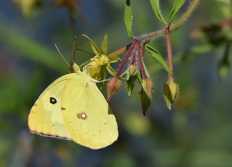 Southern Dogface butterfly