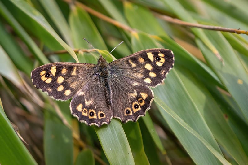 Speckled wood butterfly
