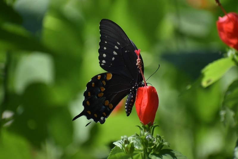 Spicebush Swallowtail Butterfly