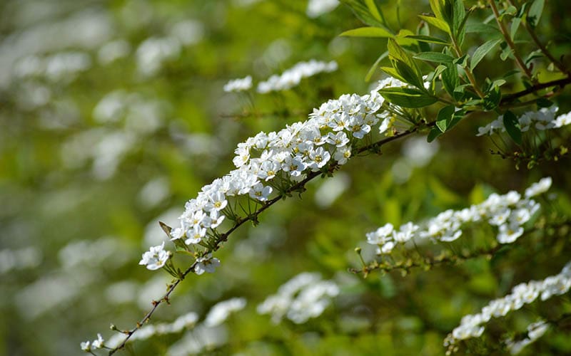 Spirea plant in spring