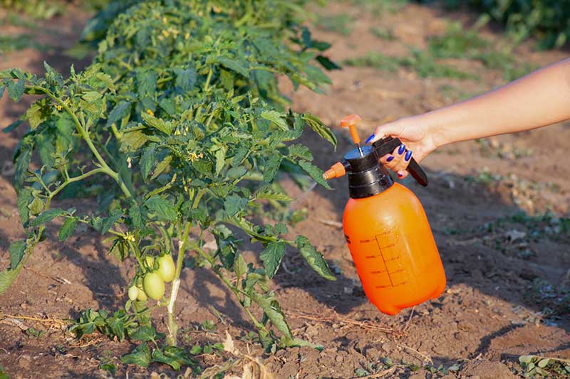Spraying of tomato bushes