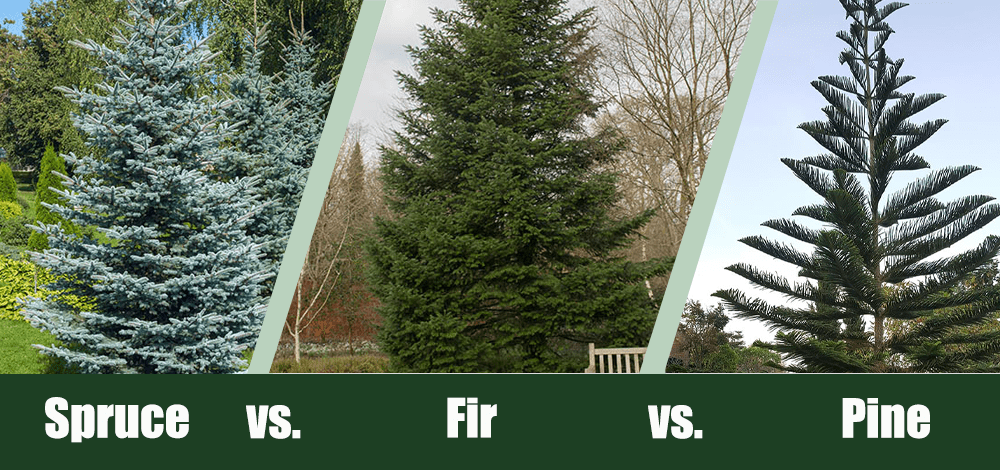 Spruce vs fir vs pine