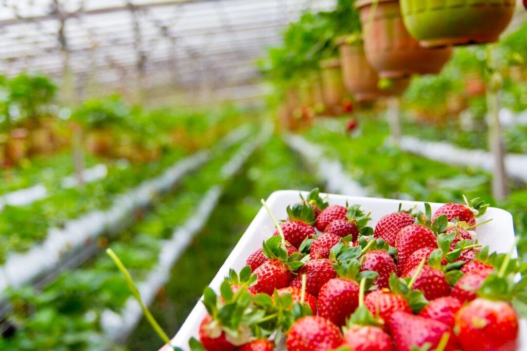 Strawberry plantation