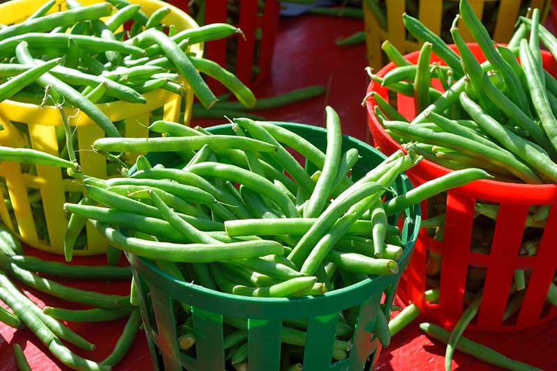 String-beans