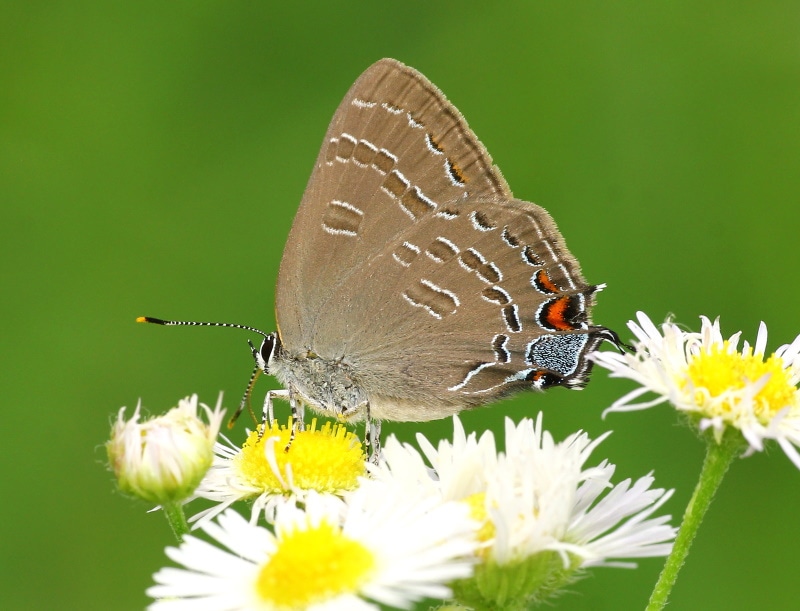 Striped hairstreak butterfly