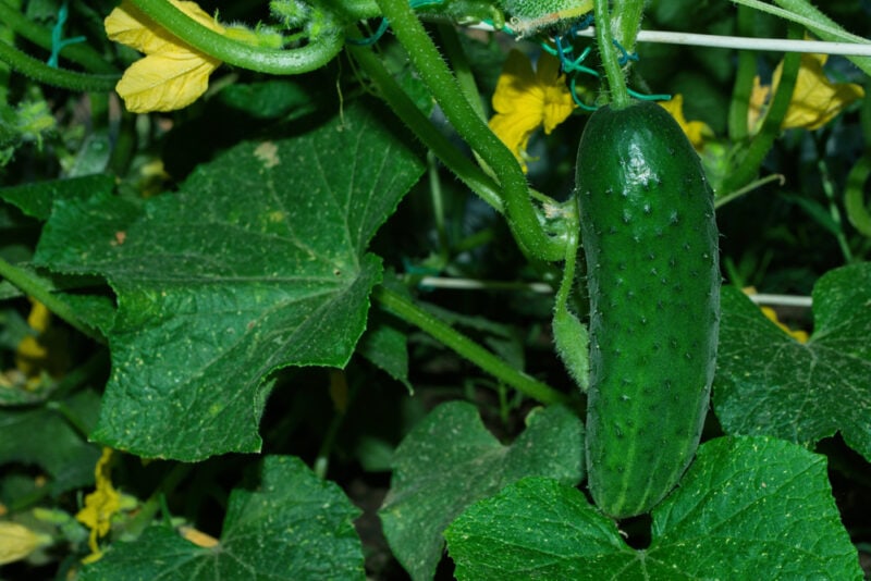 Sugar Crunch Cucumber