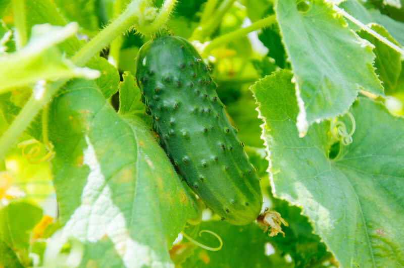 Supremo Cucumber