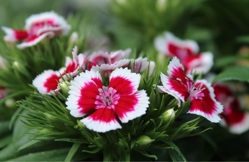 white and pink Sweet William (Dianthus barbatus) flowers