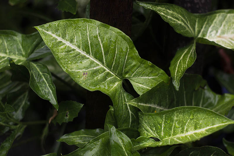 Syngonium podophyllum or arrowhead plant