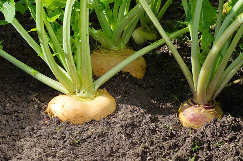 Turnips growing in the garden