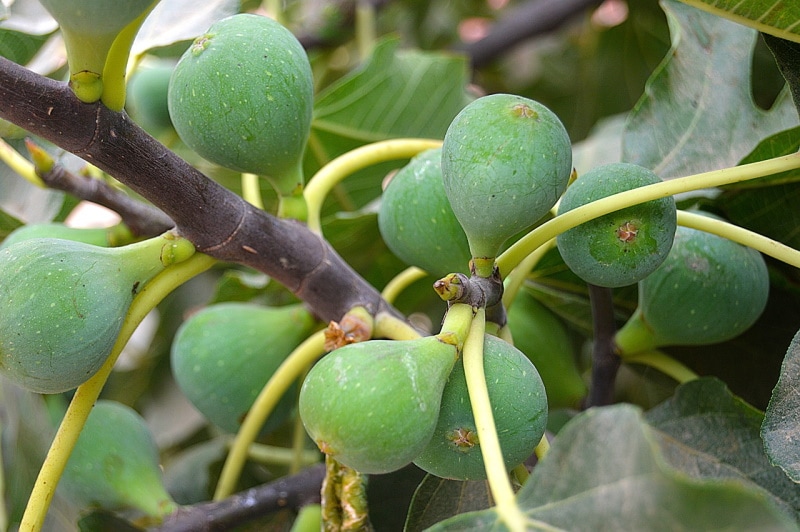 Unripe fig fruits on a branch