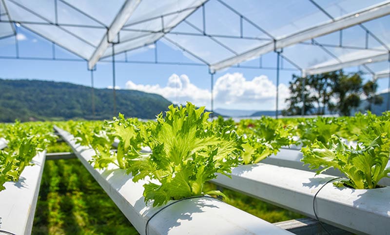 Vegetable hydroponic system