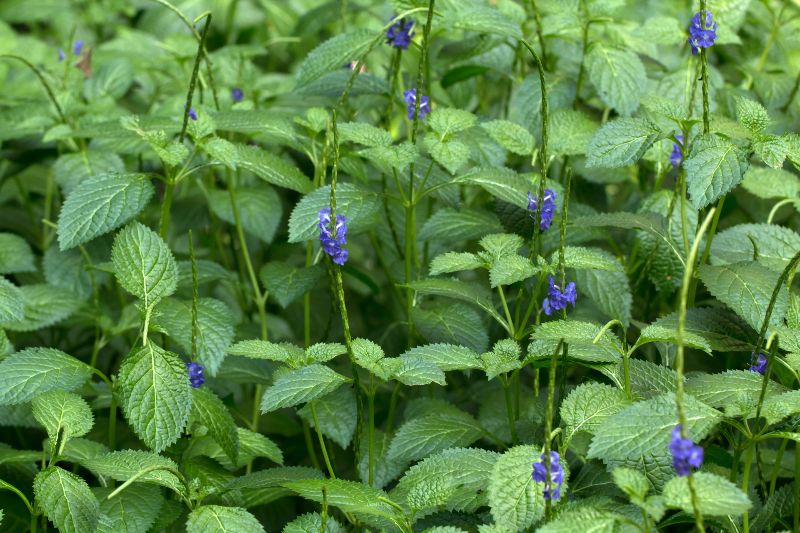 Verbena hastata or Blue Vervain flowers