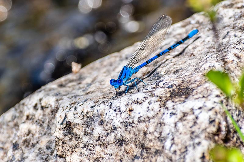 vivid dancer damselfly sitting on a rock