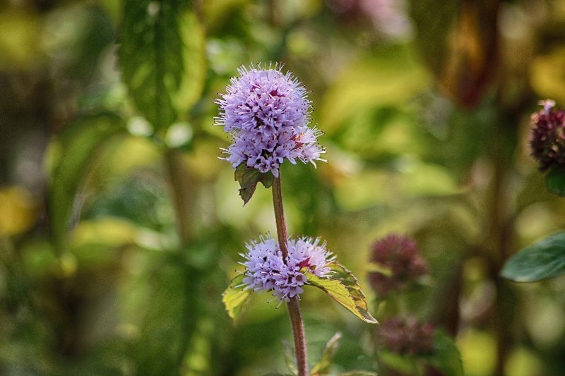 Watermint (Mentha aquatica) with purple flowers