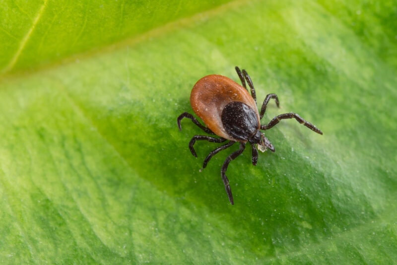 Western Black-Legged Tick