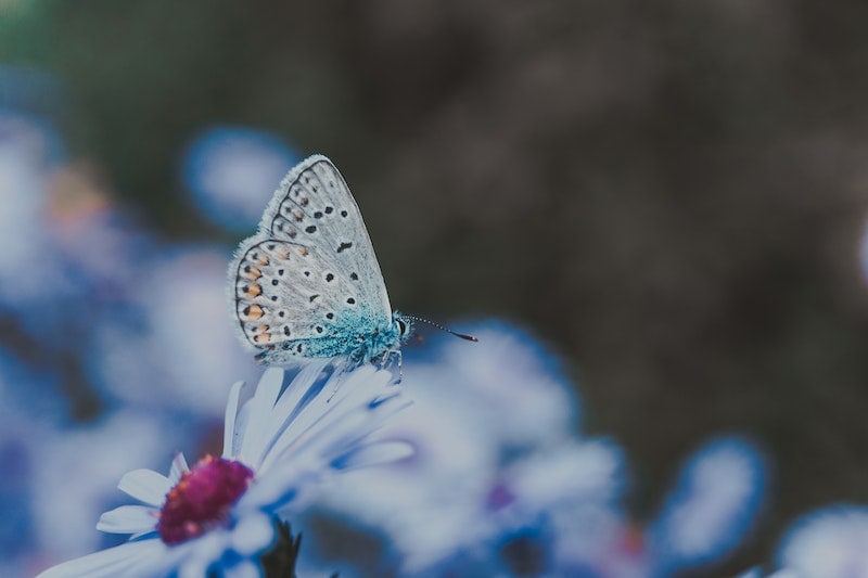 Western-Tailed Blue Butterfly