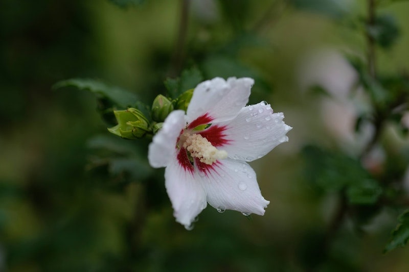 White Rose of Sharon