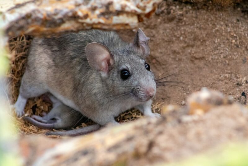 White-Throated Wood Rat