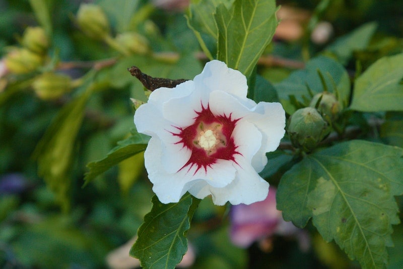 White and red rose of sharon