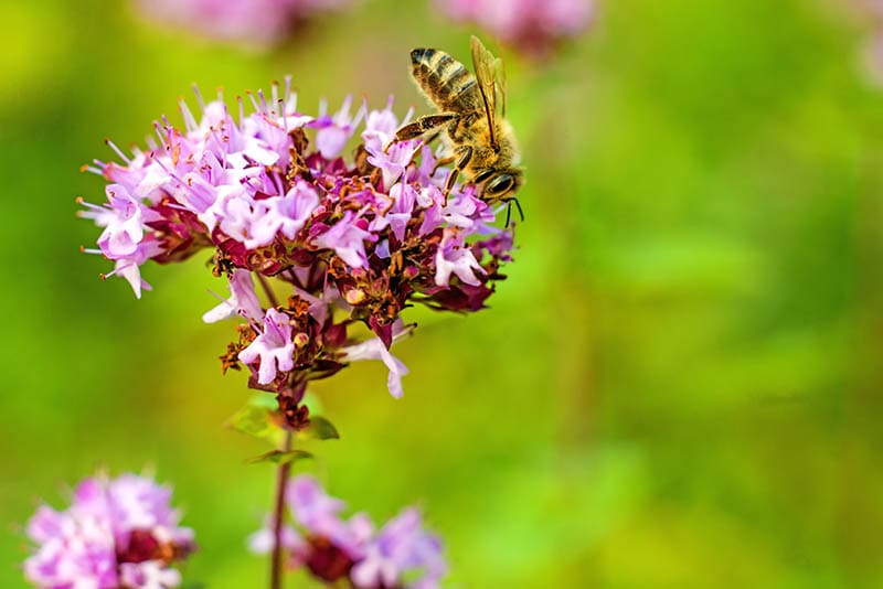 Wild marjoram and bees