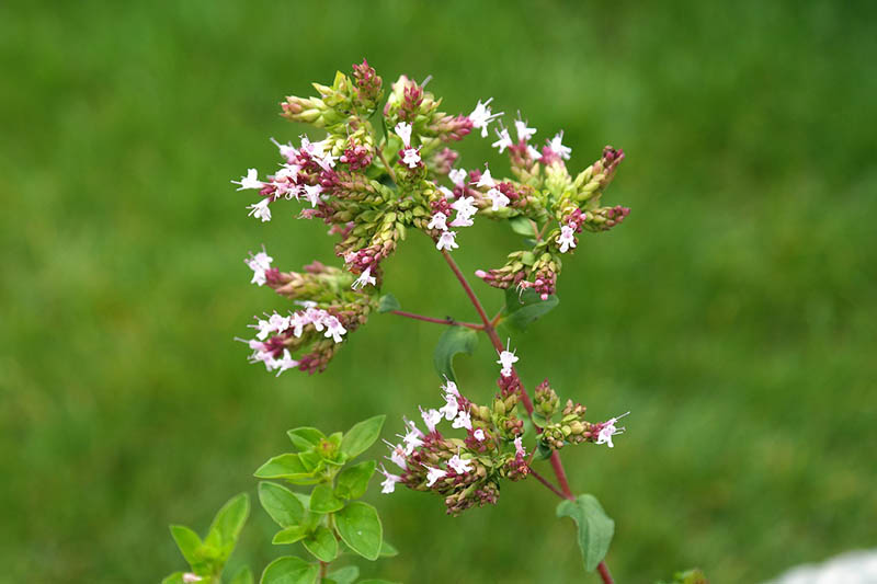 Wild marjoram