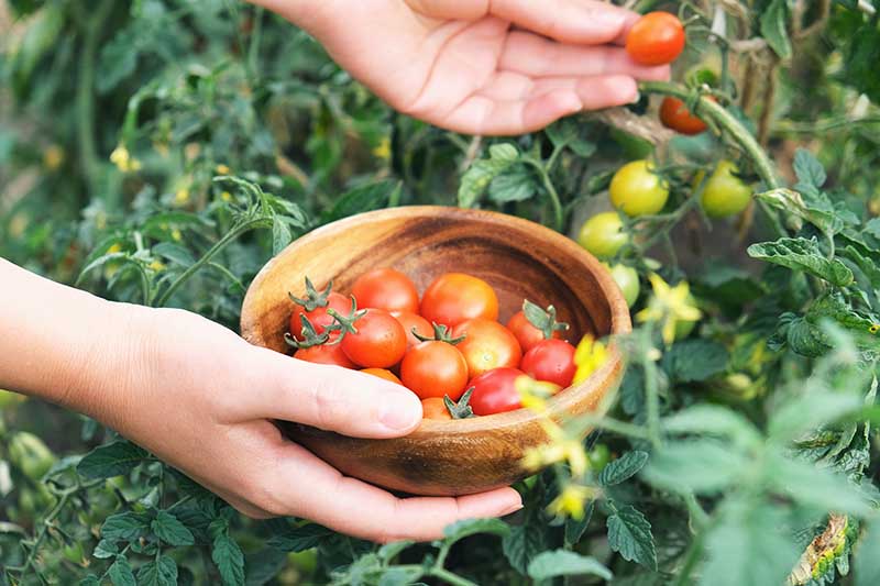 Woman farmer picking ripe cherry tomatoes